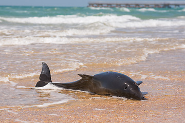 Image showing Dead bottlenose dolphins on the shore of the sandy beach