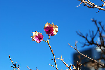 Image showing A tree blossom