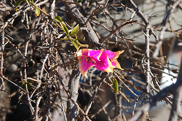 Image showing A tree blossom