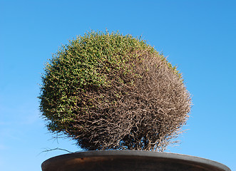 Image showing A green bush in a pot