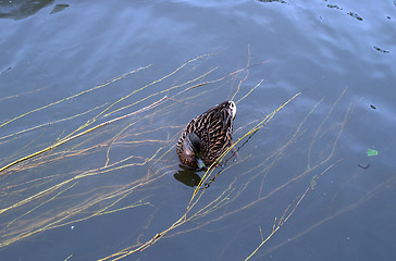 Image showing A swimming duck