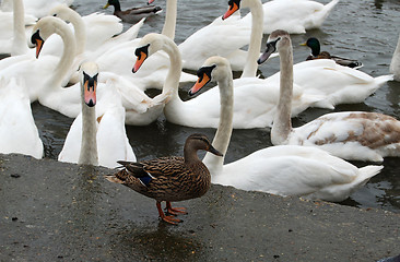 Image showing Duck before the swans