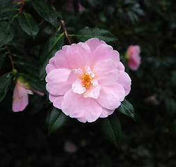 Image showing Warm rose flower