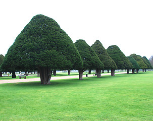 Image showing Cone trees