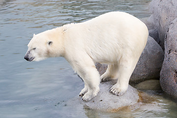 Image showing Close-up of a polarbear (icebear)