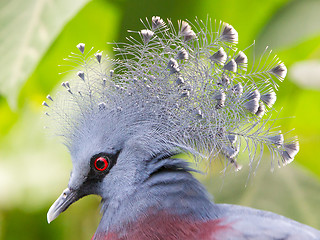 Image showing Victoria Crowned bird (Goura victoria)