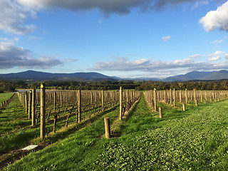 Image showing Fresh green vineyards near mountains