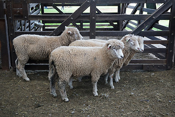 Image showing White sheep in fence