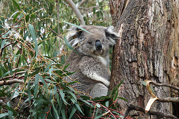 Image showing Australian Koala Bear