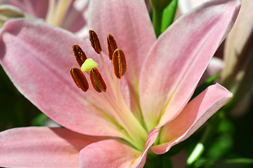 Image showing Beautiful lily growing in garden