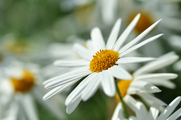 Image showing White chamomile flower macro