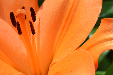 Image showing Beautiful lily growing in garden