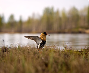 Image showing Mating behaviour of ruffs in lek (place of courtship)