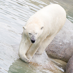 Image showing Close-up of a polarbear (icebear)