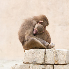 Image showing Hamadryas Baboons (Papio hamadryas)