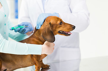 Image showing close up of vet making vaccine to dog at clinic