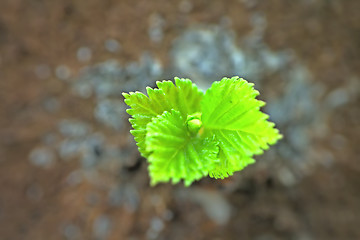 Image showing first green sprout of spring