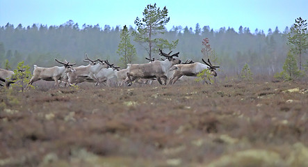 Image showing Reindeer in forests and swamps of Lapland. 