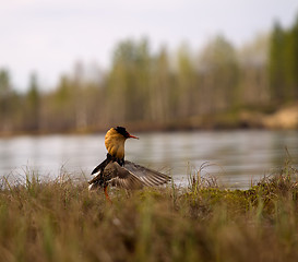 Image showing Mating behaviour of ruffs in lek (place of courtship)