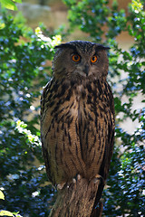 Image showing Eagle-Owl (Bubo Bubo)