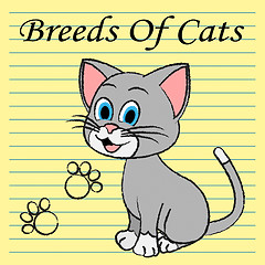 Image showing Breeds Of Cats Indicates Pets Puss And Pedigree