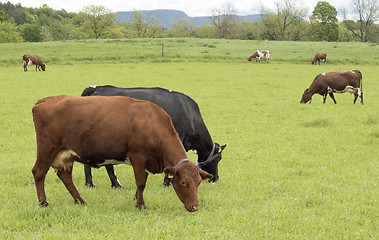 Image showing Cow