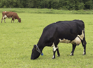 Image showing Cow