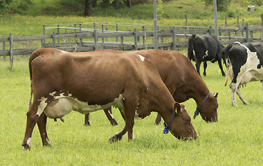 Image showing Cow