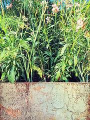 Image showing Plants blooming in a rusty metal container