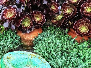 Image showing Beautiful succulent plants in clay pots