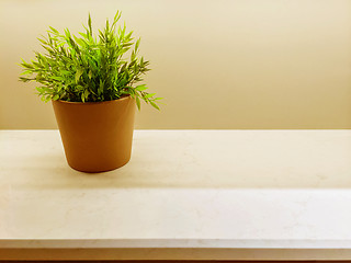 Image showing Green plant on the kitchen countertop