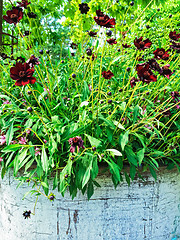 Image showing Chocolate Cosmos flowers in sunlight