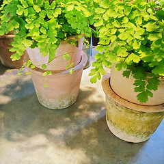 Image showing Green plants in clay pots under sunlight