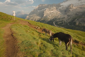 Image showing Grazing Donkey in the alp