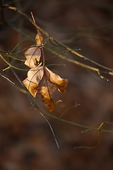 Image showing Leaves fallen in autumn