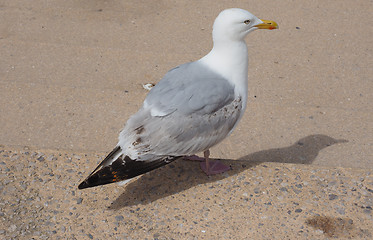 Image showing Seagull bird animal