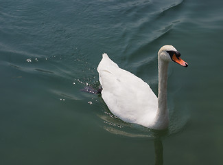 Image showing White Swan bird animal
