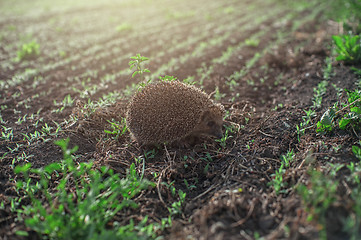 Image showing hedgehog at the field