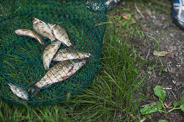 Image showing Caughted crucian carp