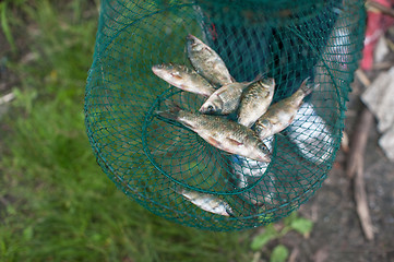 Image showing Caughted crucian carp