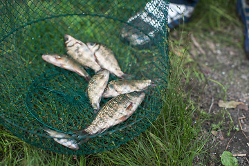 Image showing Caughted crucian carp