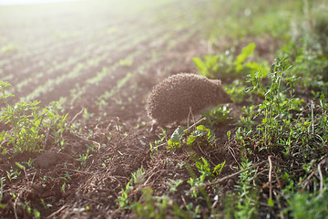 Image showing hedgehog at the field