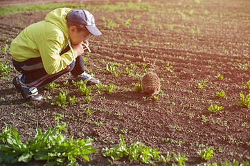 Image showing Boy and hedgehog