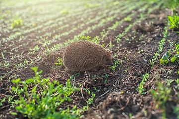 Image showing hedgehog at the field