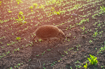 Image showing hedgehog at the field