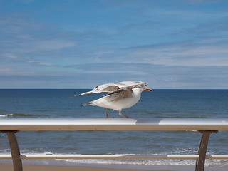 Image showing Seagull bird animal