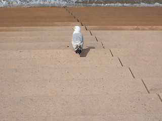 Image showing Seagull bird animal