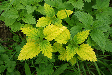 Image showing Green stinging nettle (urtica dioica)