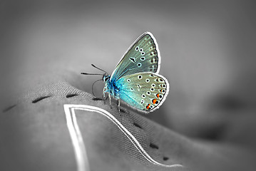 Image showing Close up of Beautiful butterfly 