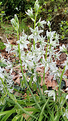 Image showing Beautiful flowers of Ornithogalum Nutans